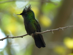 Orthorhyncus cristatus