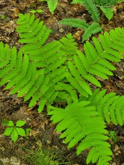 Osmunda claytoniana