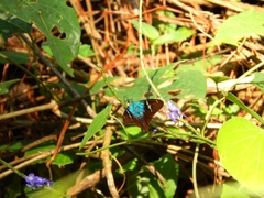 Astraptes fulgerator