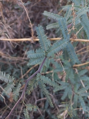 Fabaceae