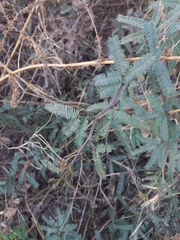 Fabaceae