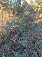 Fabaceae