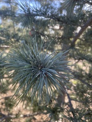 Pinus lambertiana