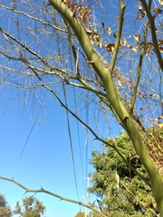 Parkinsonia