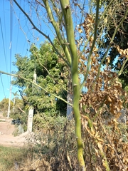 Parkinsonia