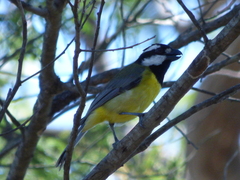 Falcunculus frontatus