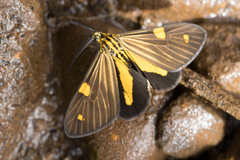 Phaeochlaena lampra