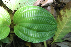 Phyllagathis rotundifolia