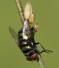 Chrysomya chloropyga