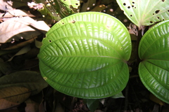 Phyllagathis rotundifolia