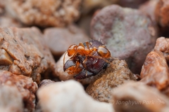 Solenopsis amblychila
