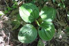 Phyllagathis rotundifolia
