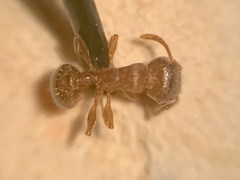 Tetramorium meridionale
