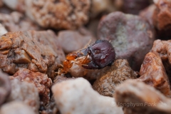 Solenopsis amblychila