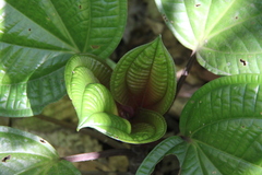 Phyllagathis rotundifolia
