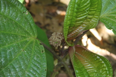 Phyllagathis rotundifolia