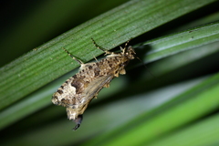 Lysiphragma epixyla