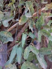 Passiflora mexicana
