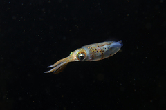 Sepioteuthis australis