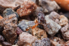 Solenopsis amblychila
