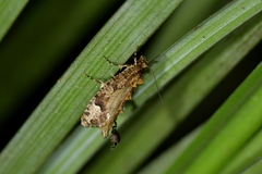 Lysiphragma epixyla
