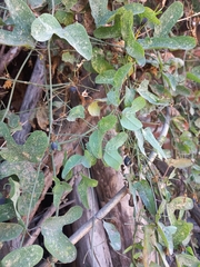 Passiflora mexicana
