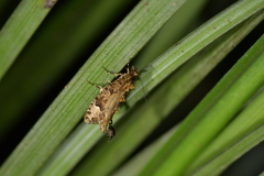 Lysiphragma epixyla