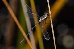 Archiargiolestes parvulus