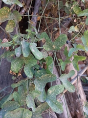 Passiflora mexicana