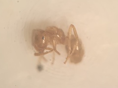 Lasius myops
