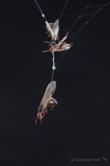 Pheidole xerophila