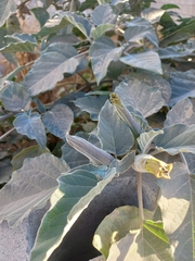 Datura wrightii