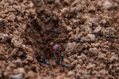 Pheidole xerophila
