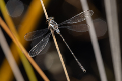 Archiargiolestes parvulus