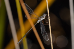 Archiargiolestes parvulus