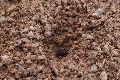 Pheidole xerophila
