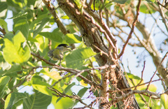 Pachyramphus viridis