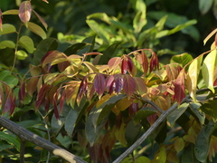 Ventilago madraspatana