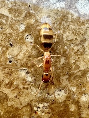 Colobopsis macrocephala
