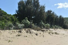 Helianthus argophyllus