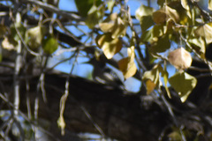 Melanerpes aurifrons