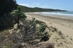 Helianthus argophyllus