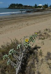 Helianthus argophyllus