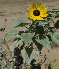 Helianthus argophyllus