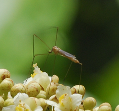 Limoniidae