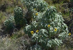 Helianthus argophyllus