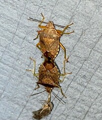 Podisus maculiventris