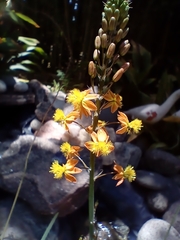 Bulbine frutescens