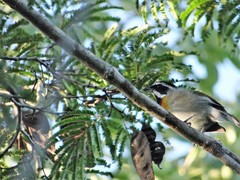 Spindalis zena benedicti