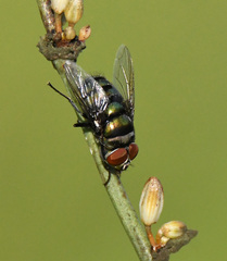 Chrysomya chloropyga